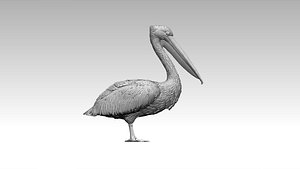 pelican model