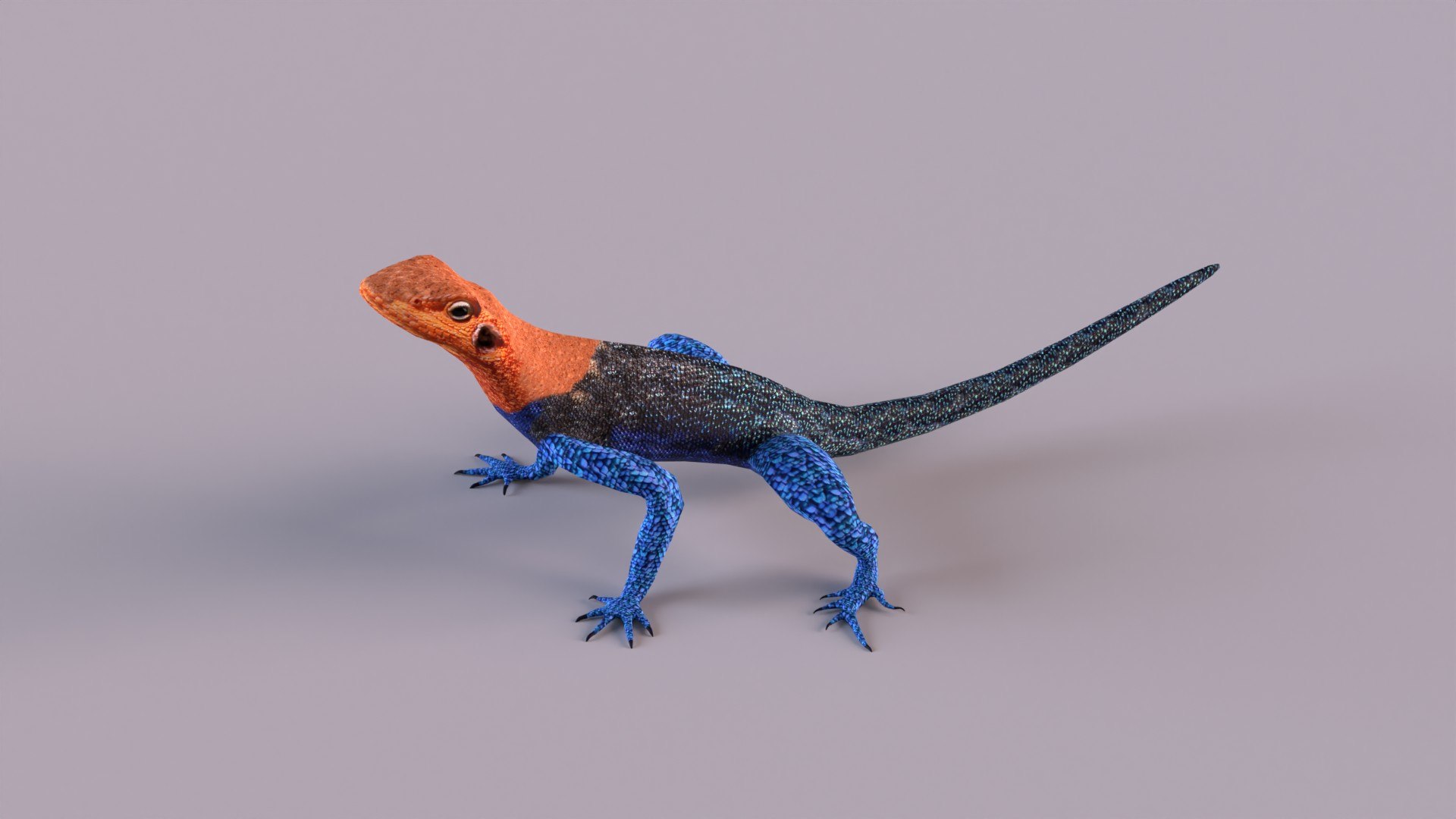 Agamas Africa Color Model - TurboSquid 1269973