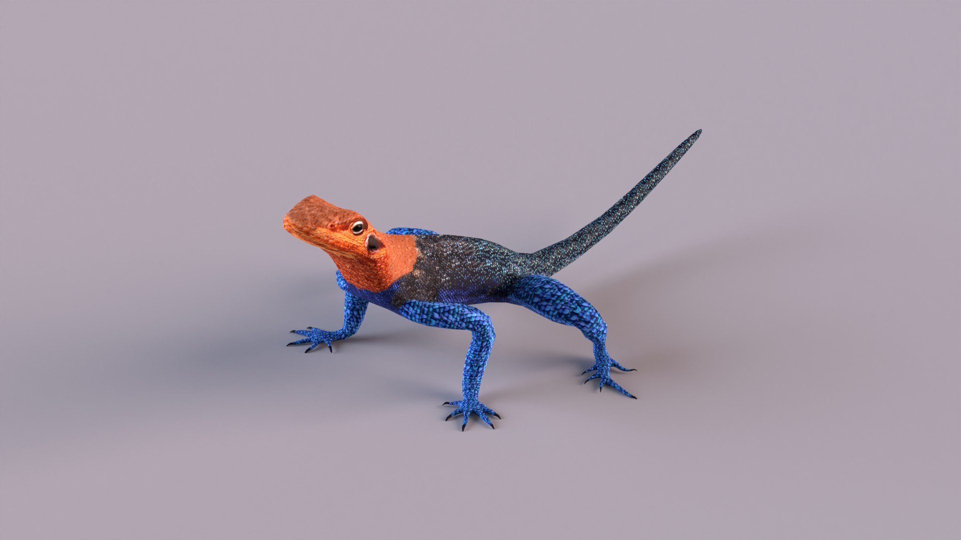Agamas Africa Color Model - TurboSquid 1269973