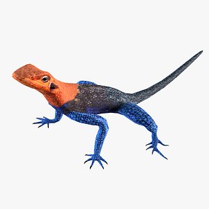 Agama Lizard