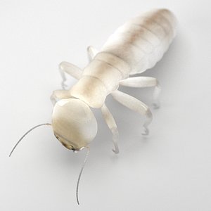 3d obj dampwood termite worker