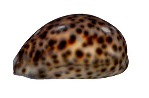 Shell