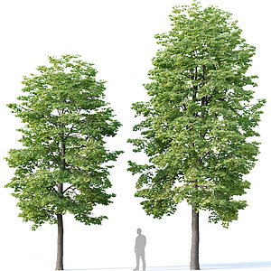 tilia trees 3D model