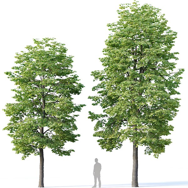 Tilia trees 3D model - TurboSquid 1662012