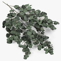 Silver Eucalyptus Stems