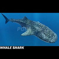 Whale Shark