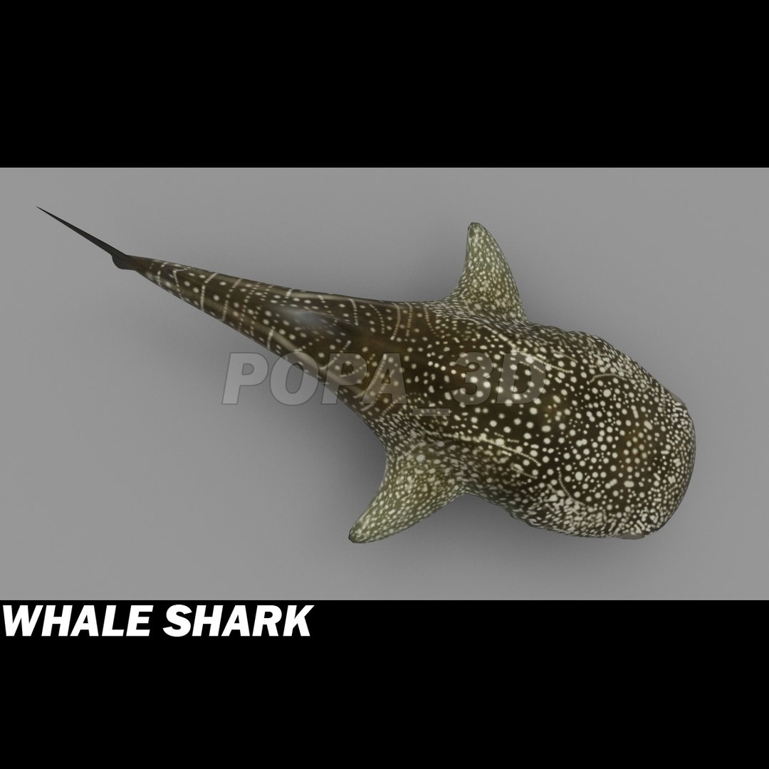 3d 3ds whale shark https://p.turbosquid.com/ts-thumb/Za/pVabdW/hodPKNOD/whalsharkb/jpg/1299102848/1920x1080/fit_q87/f45515e37ca08fee072a527daccec68d21bd2e7a/whalsharkb.jpg