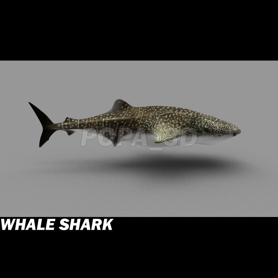 3d 3ds whale shark https://p.turbosquid.com/ts-thumb/Za/pVabdW/qLUyH8xw/whaleshark360/jpg/1299105654/1920x1080/turn_fit_q99/3d0ab4e09e4b0a556f7f9c6289796c155b26944c/whaleshark360-1.jpg