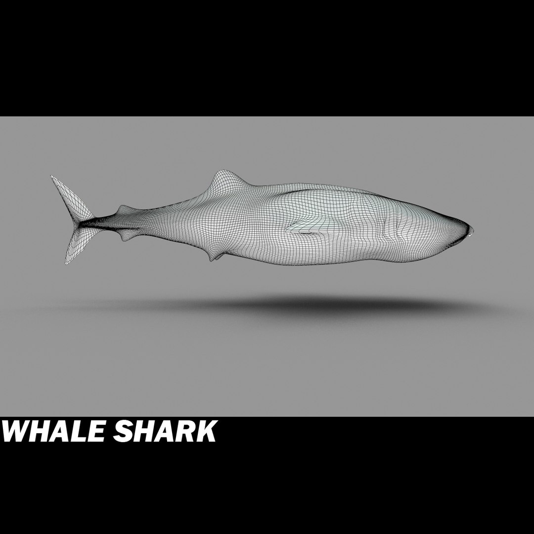 3d 3ds whale shark https://p.turbosquid.com/ts-thumb/Za/pVabdW/uBGtYmhm/whalsharkg/jpg/1299102848/1920x1080/fit_q87/b6193783d0f810fe5c86eff109c617ad0858b1b9/whalsharkg.jpg