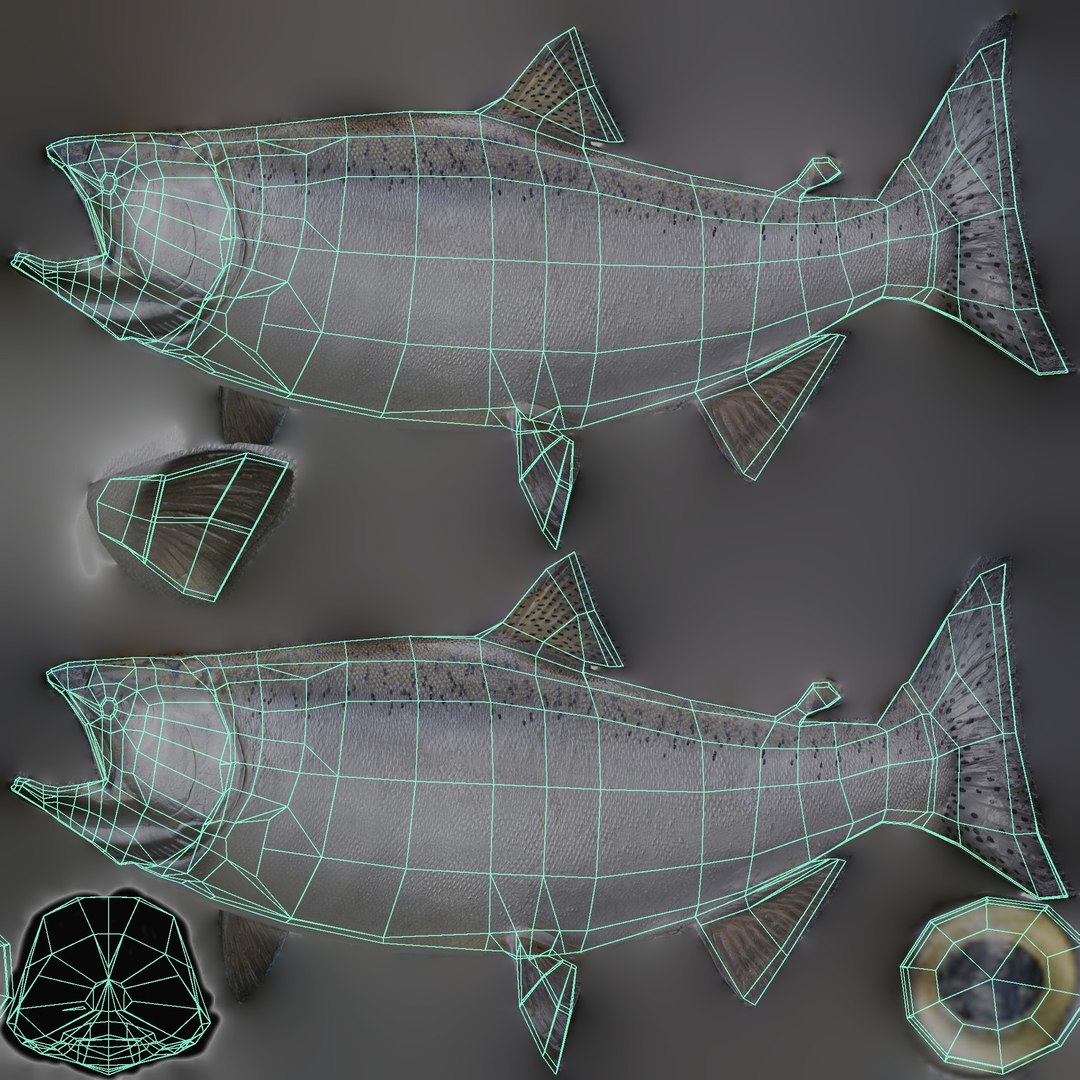 King Salmon - Static PBR Model - TurboSquid 2636139