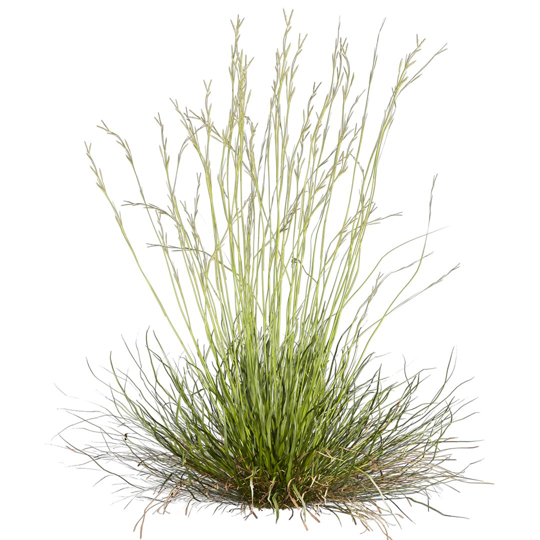 3D Collection Plant Vol 557 - Hyparrhenia - Filipendula - Grass Model ...