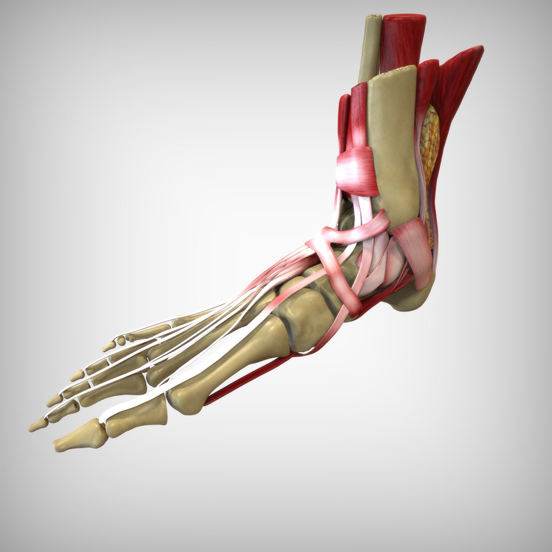 3D Human Foot - TurboSquid 1520180