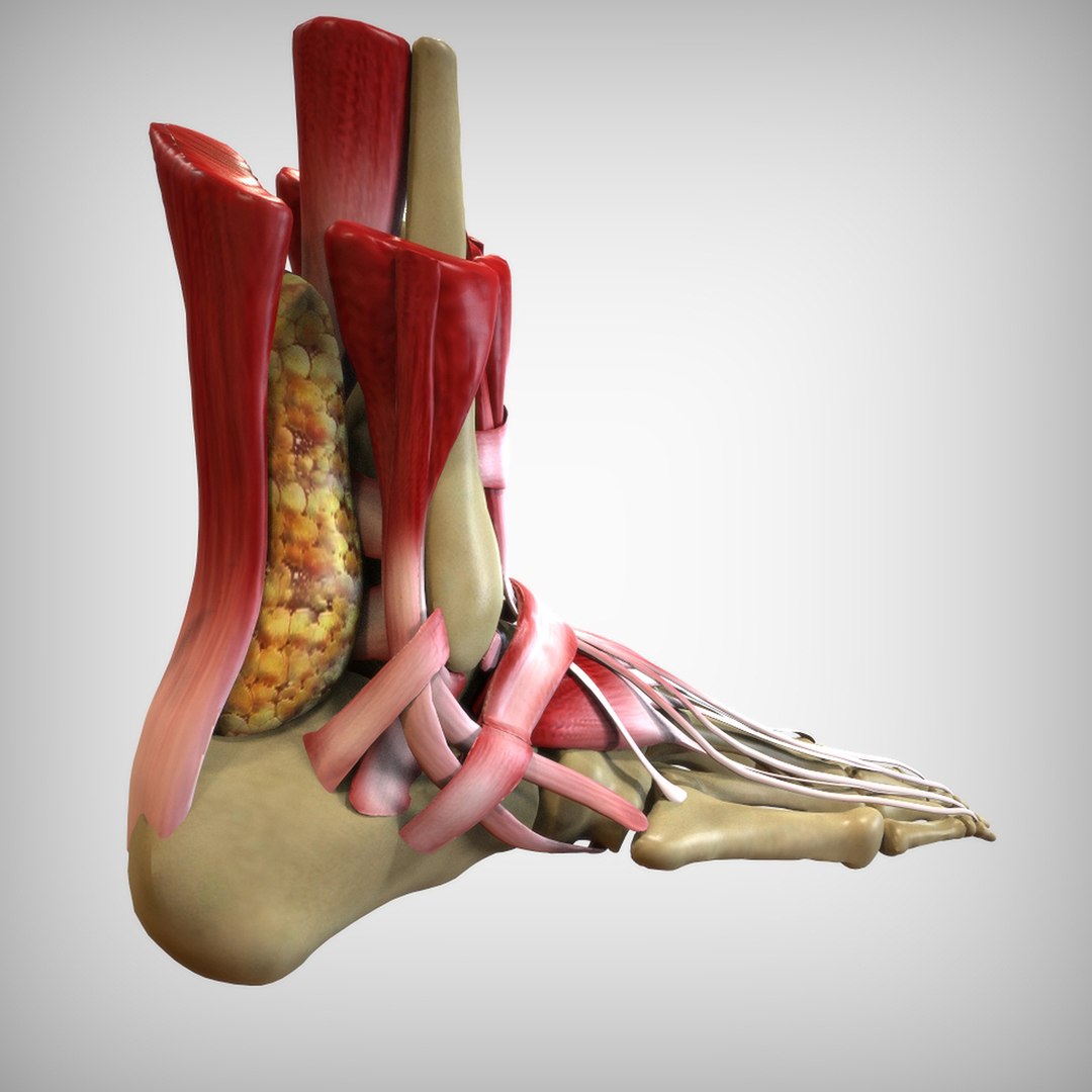 3D human foot https://p.turbosquid.com/ts-thumb/Zb/2Vmqv3/0Uik3u6b/view2/jpg/1583698039/1920x1080/fit_q87/c21414e1b38160197753c555adbb1910ac7bfcd7/view2.jpg