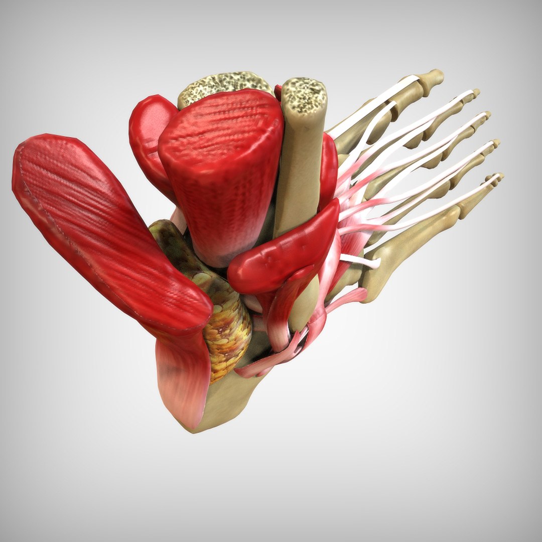 3D human foot https://p.turbosquid.com/ts-thumb/Zb/2Vmqv3/ChIhy0C1/view3/jpg/1583698039/1920x1080/fit_q87/b40e58823d0d775274b754b05162a652dce3ef02/view3.jpg