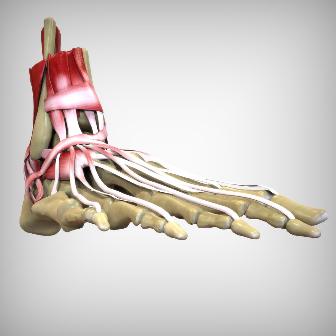 3D human foot https://p.turbosquid.com/ts-thumb/Zb/2Vmqv3/JdIPtDeZ/view5/jpg/1583698040/1920x1080/fit_q87/b36760aed59e6261fe055efdefe92596fb0cda85/view5.jpg