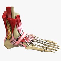 Foot anatomy