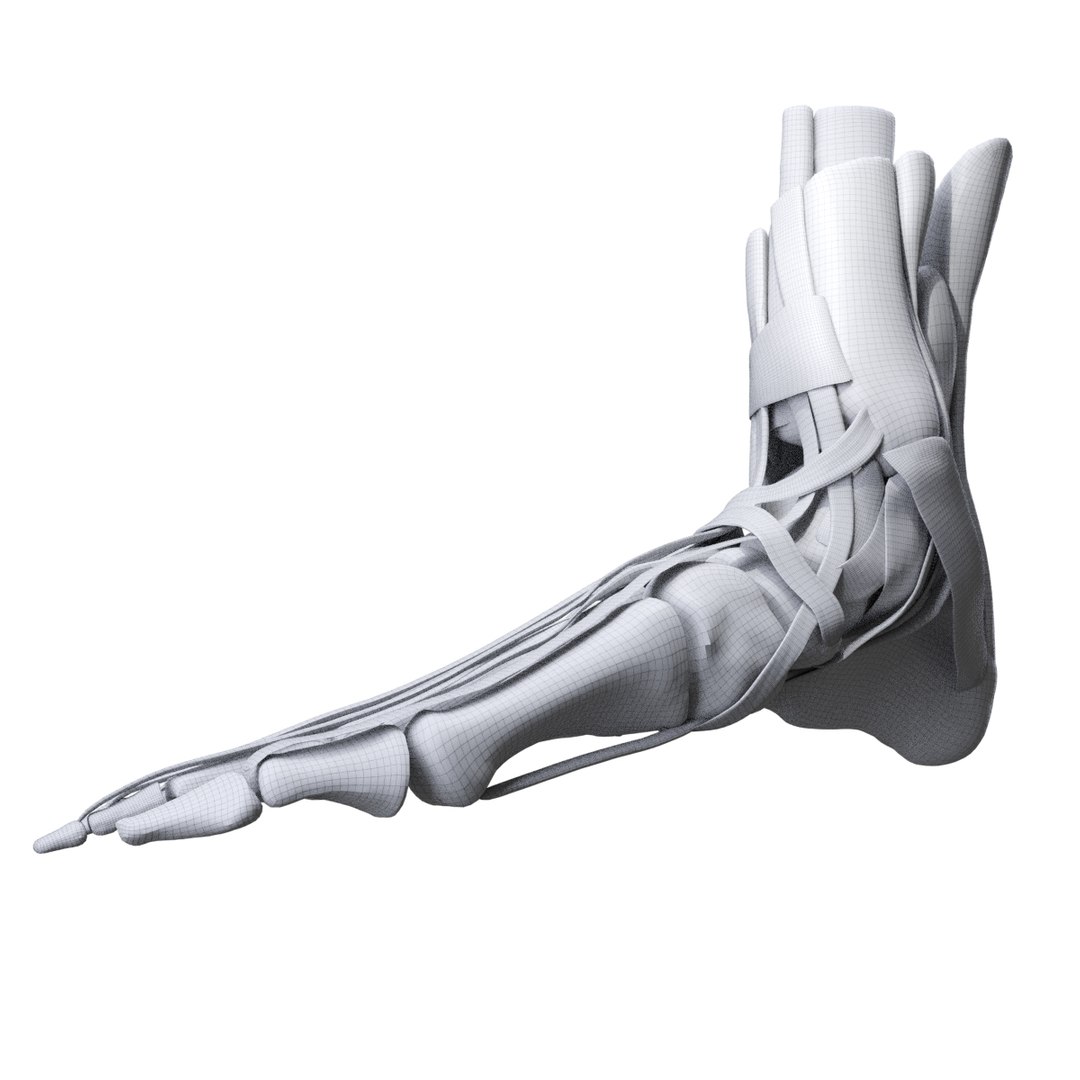 3D human foot https://p.turbosquid.com/ts-thumb/Zb/2Vmqv3/YQrvtFCS/wire2/jpg/1586020936/1920x1080/fit_q87/675f3173a2efdcbf2cff1f5a9f9dbf80b8a8c0d9/wire2.jpg