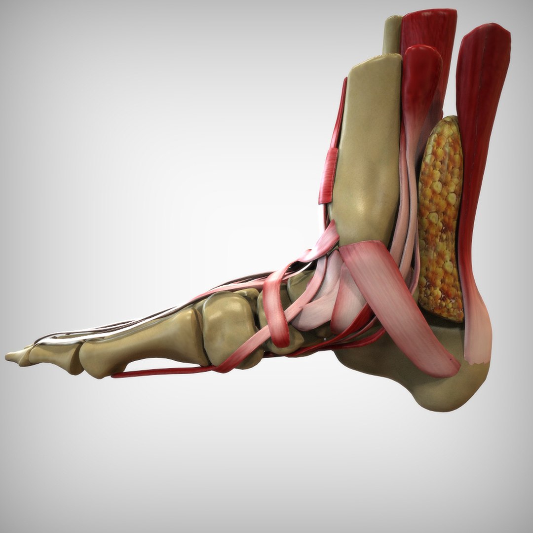 3D human foot https://p.turbosquid.com/ts-thumb/Zb/2Vmqv3/rNOBbfo2/view4/jpg/1583698039/1920x1080/fit_q87/2bb908e4775c394ec37ac44e58de8b018c92d0b5/view4.jpg