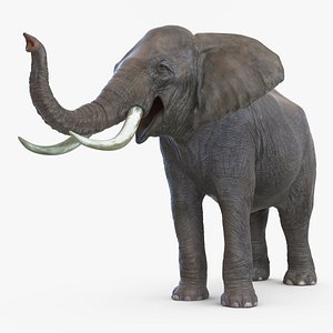 3d elephant pose 3
