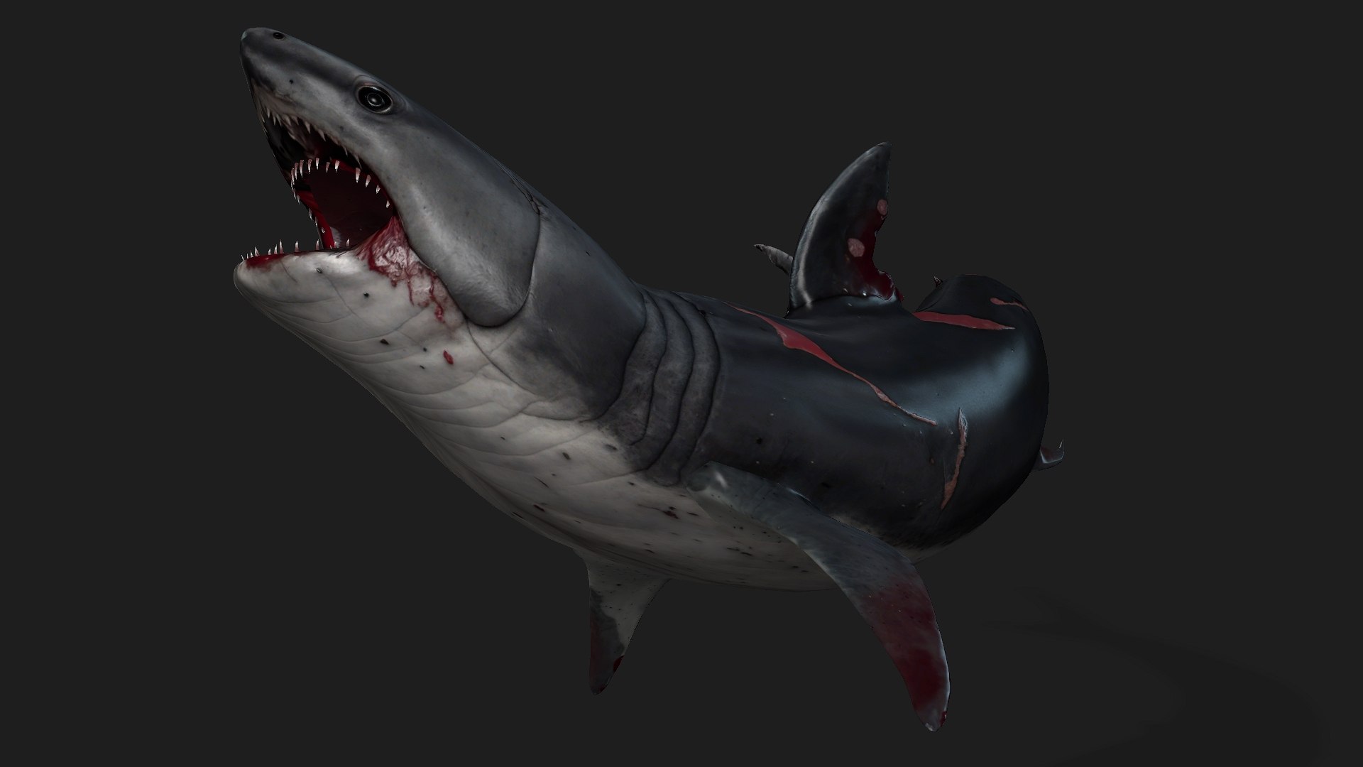 Shark-A2 3D model https://p.turbosquid.com/ts-thumb/Zb/DzcIS8/53/preview12/jpg/1759115398/1920x1080/fit_q87/95587caff356b1ce48e82eb36dd5a4ef711361bf/preview12.jpg