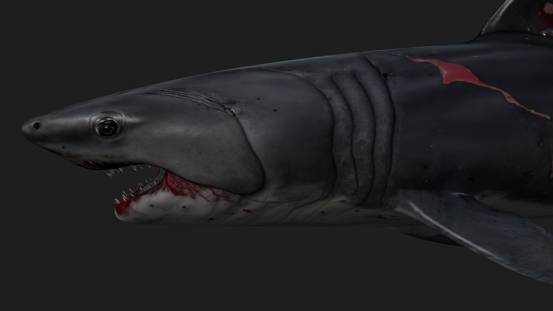 Shark-A2 3D model https://p.turbosquid.com/ts-thumb/Zb/DzcIS8/OC/preview3/jpg/1759115392/1920x1080/fit_q87/eb7b004ec5fc7db14bc4cebb1ec2801aee8bfc54/preview3.jpg