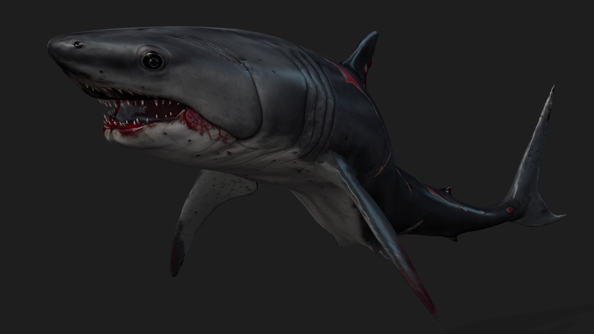 Shark-A2 3D model https://p.turbosquid.com/ts-thumb/Zb/DzcIS8/pj/preview6/jpg/1759115393/1920x1080/fit_q87/b86f50f392c11cbdb9f89c96df4856e76d234028/preview6.jpg