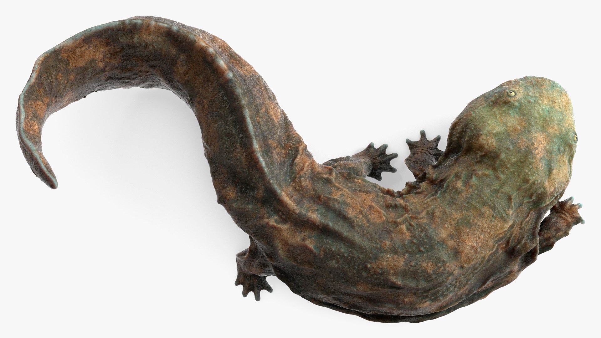 Aquatic Salamander Light Wet Rigged for Cinema 4D 3D model preview