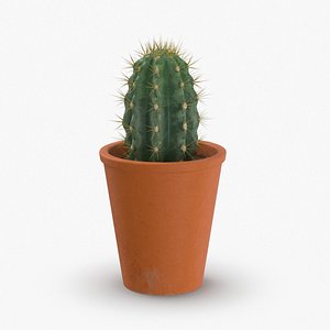 Cactus Succulent