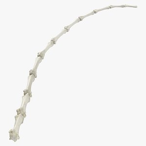 Domestic Cat Caudal Vertebrae Bones 03