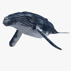 3ds max humpback whale