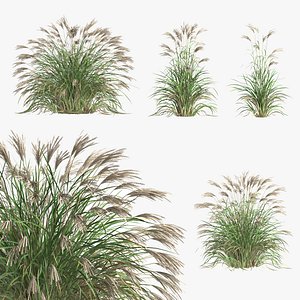 Miscanthus sinensis Gross Fountain Chinese silver grass 3D model