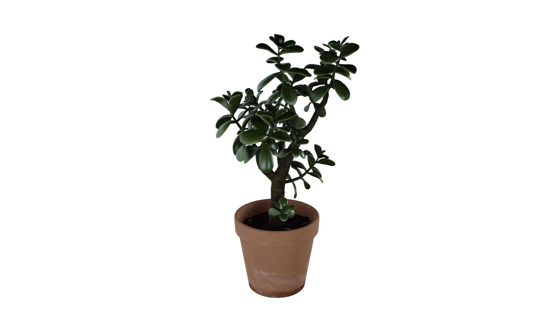 Jade Plant 3D Model - TurboSquid 2158962