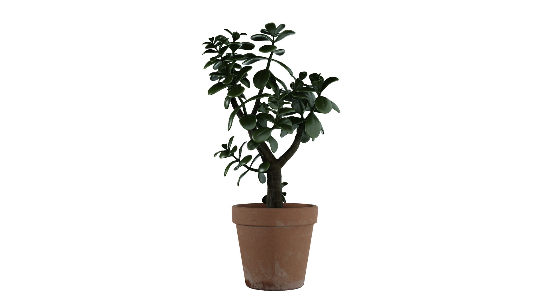 Jade Plant 3D Model - TurboSquid 2158962