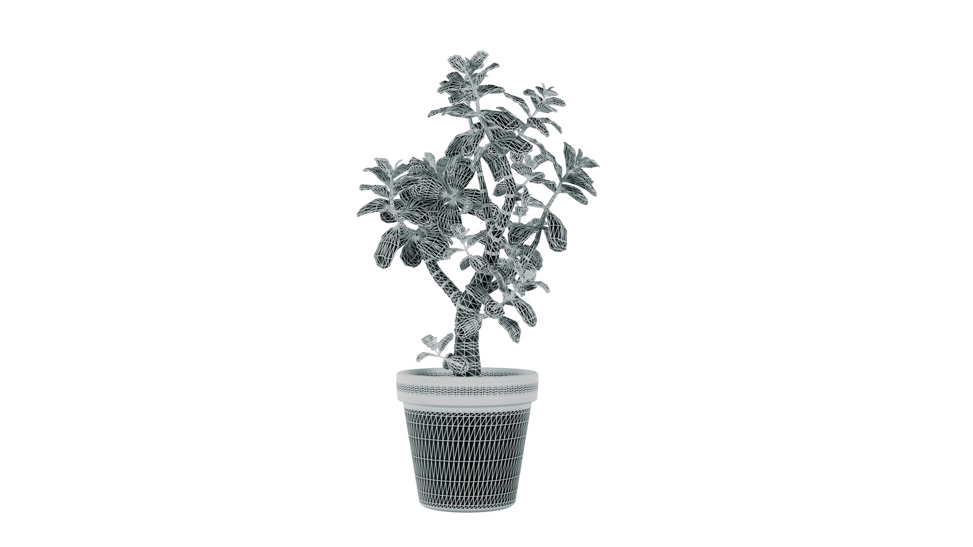 Jade Plant 3D Model - TurboSquid 2158962