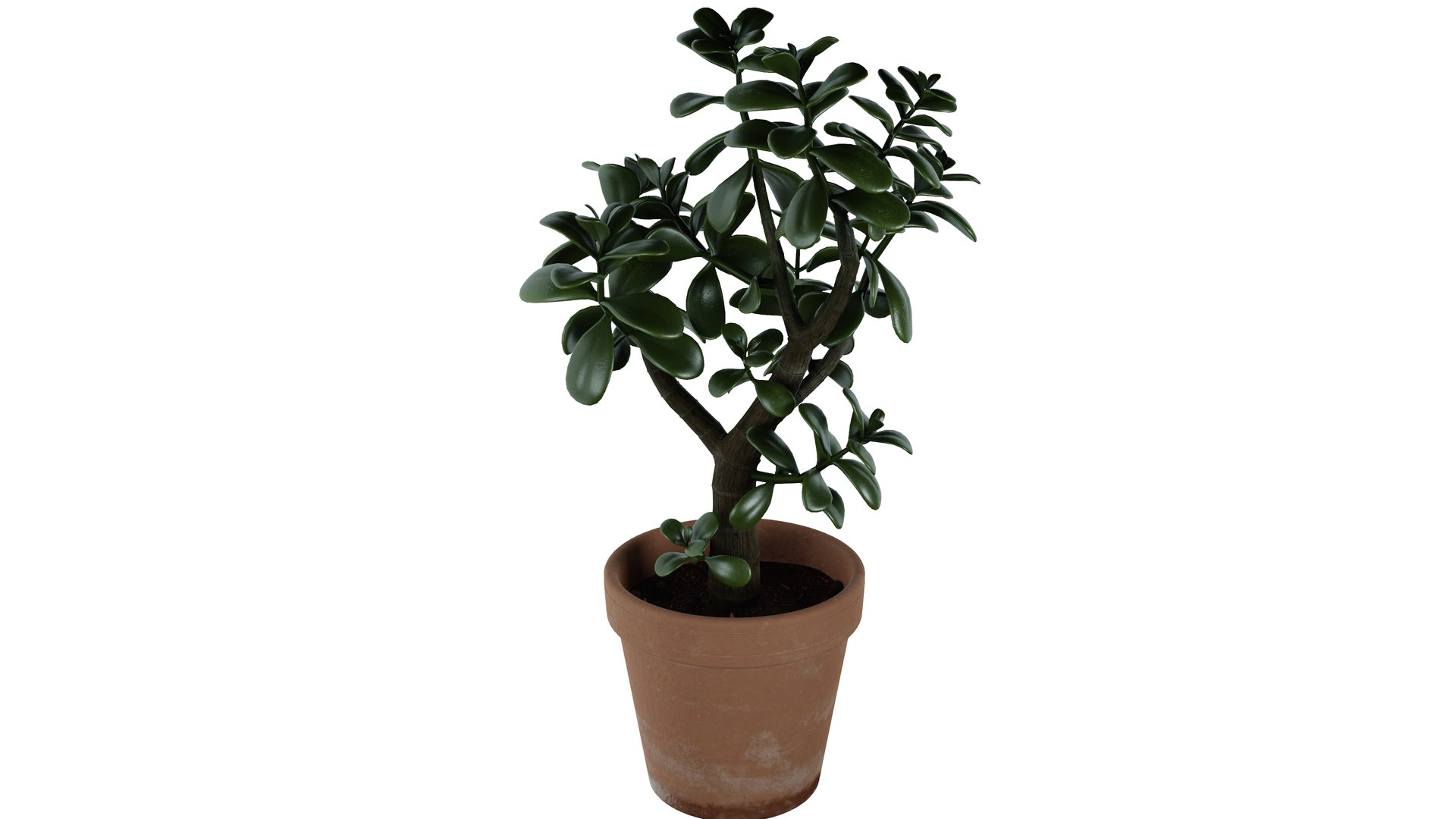 Jade Plant 3D Model - TurboSquid 2158962
