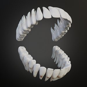 3D model Clean Human Teeth Realistic and Detailed
