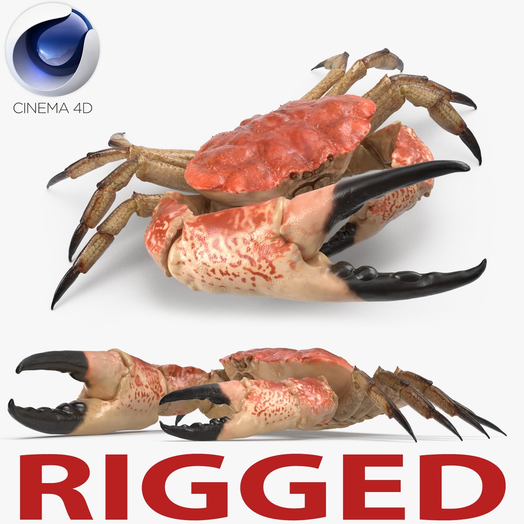 Tasmanian Giant Crab Rigged for Cinema 4D 3D model preview