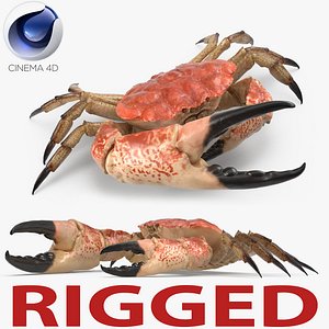 3d model tasmanian giant crab rigged