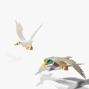 Flying Ducks - White Duck and Mallard - Rigged Animated PBR