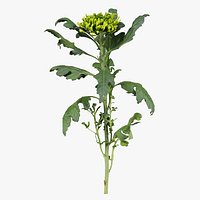 Florists Daisy Garden Mum Chrysanthemum Morifolium Remastered