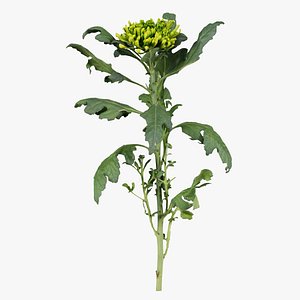 Florists Daisy Garden Mum Chrysanthemum Morifolium Remastered