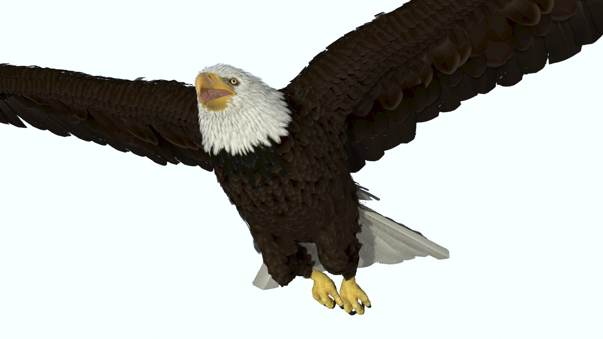 Bald Eagle in Flight 3D model preview