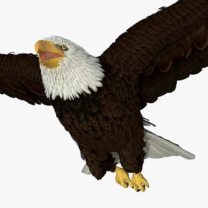 3D Bald Eagle in Flight model