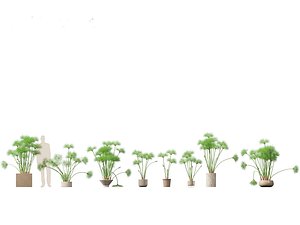 Cyperus papyrus - Bulrush 03 3D model