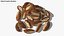 Brazil Nuts Pile