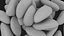 Brazil Nuts Pile