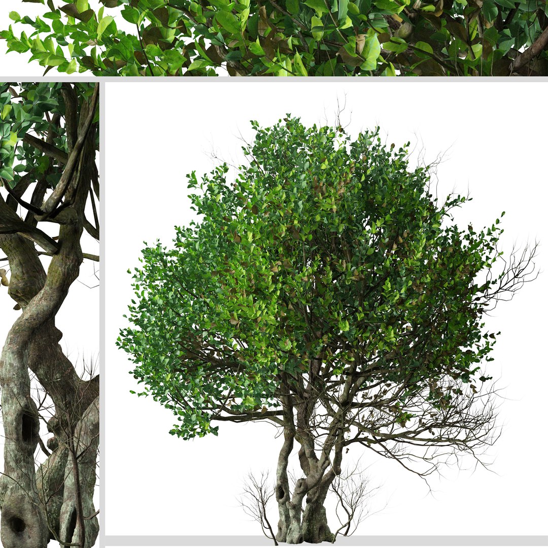 Set Of Ligustrum Or Glossy Privet Tree 3D Model TurboSquid 1968331   Ligustrum5 