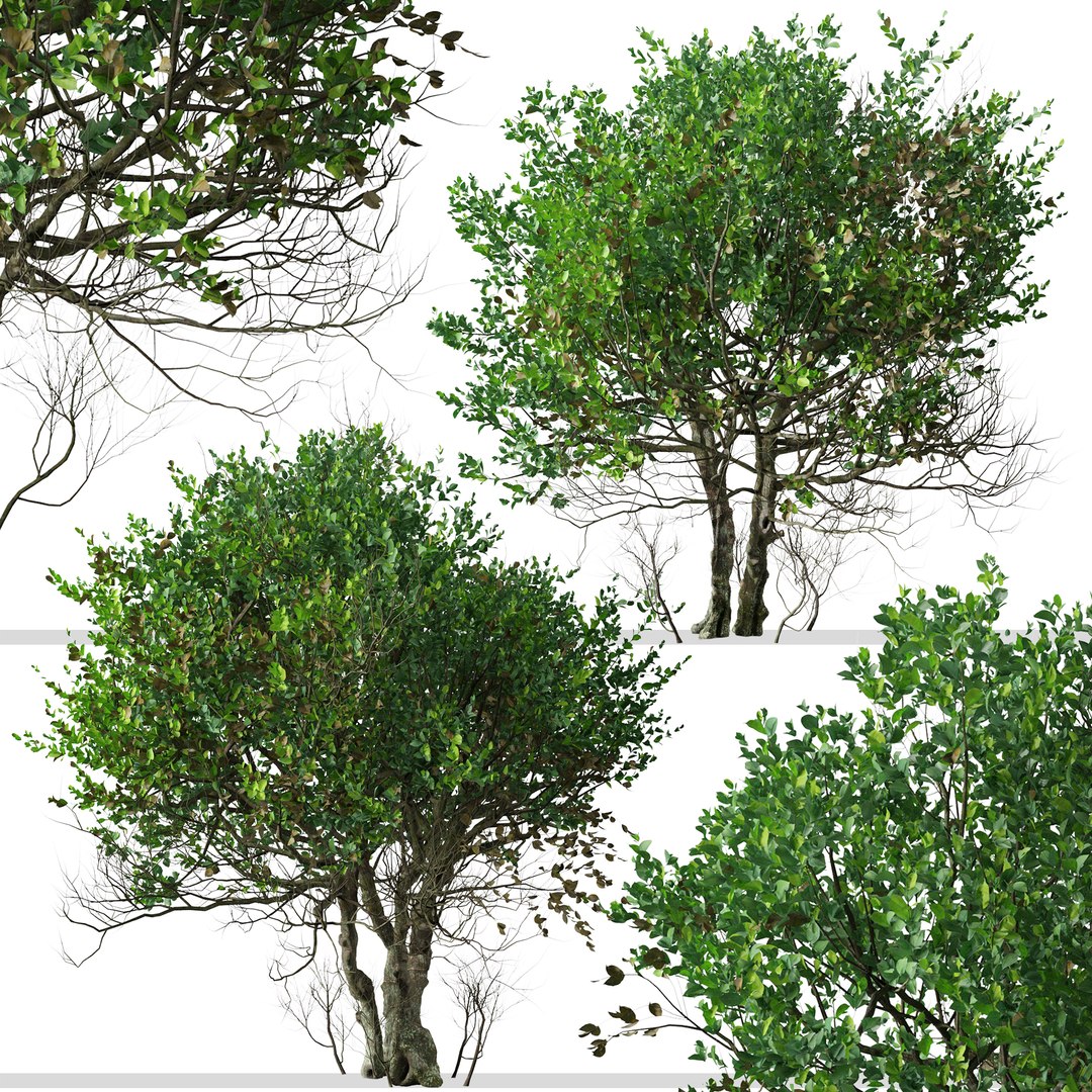 Set Of Ligustrum Or Glossy Privet Tree 3D Model TurboSquid 1968331   Ligustrum4 