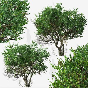 Set of Ligustrum or Glossy Privet Tree 3D model