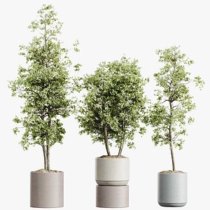 3D AV HousePlants Mission Kalamata Leccino Arbequina Wilsonii Chemlali Olive Set07